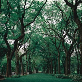 Forest School - Central Park.jpg