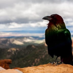 rainbowcrow.jpeg