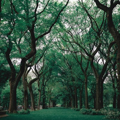 Forest School - Central Park.jpg