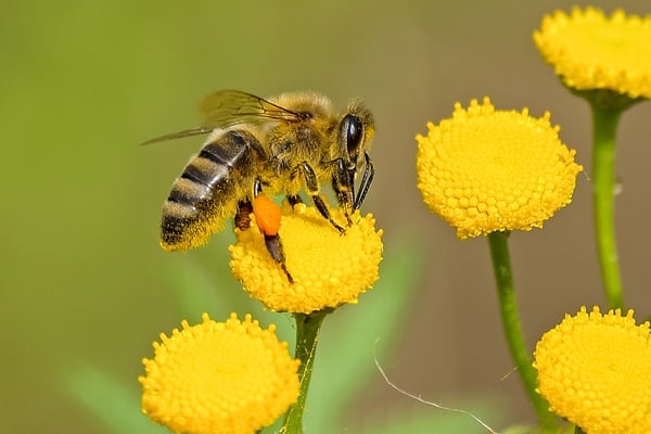 Bee a Hero!