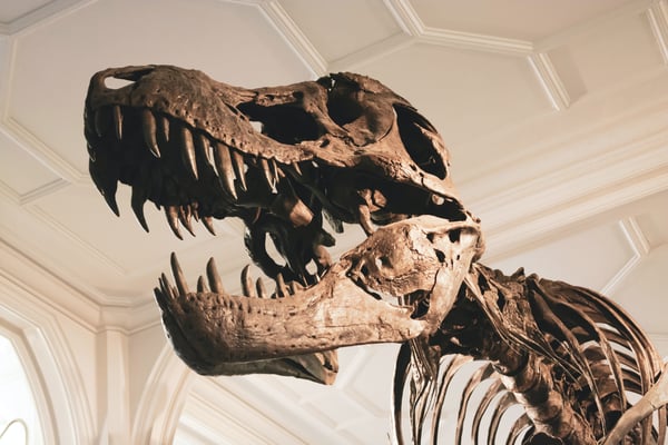 Dino Dig: Exploration into Excavation