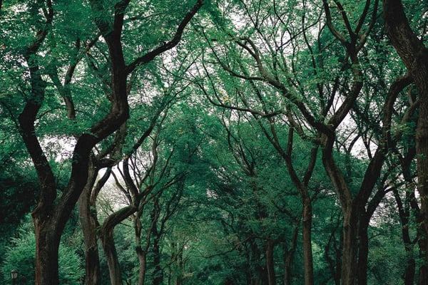 Forest School