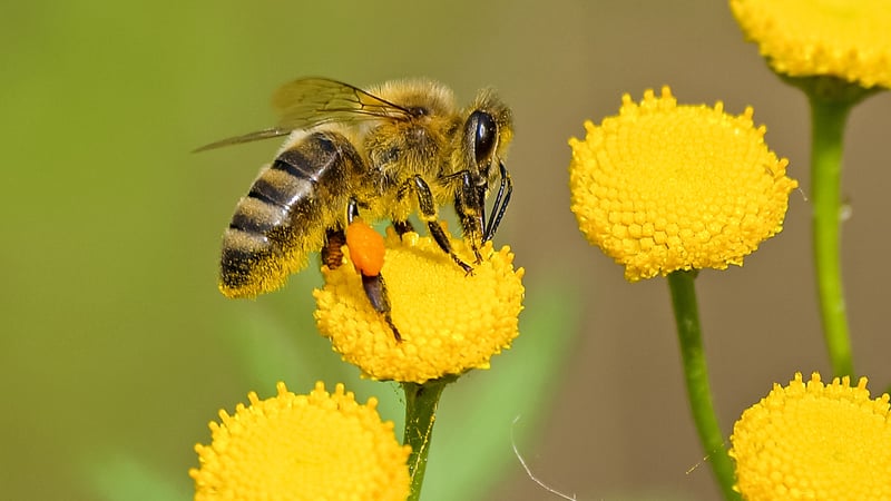 Bee a Hero!