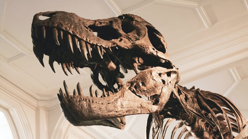 Dino Dig: Exploration into Excavation