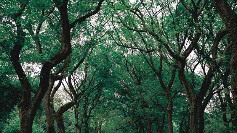 Forest School