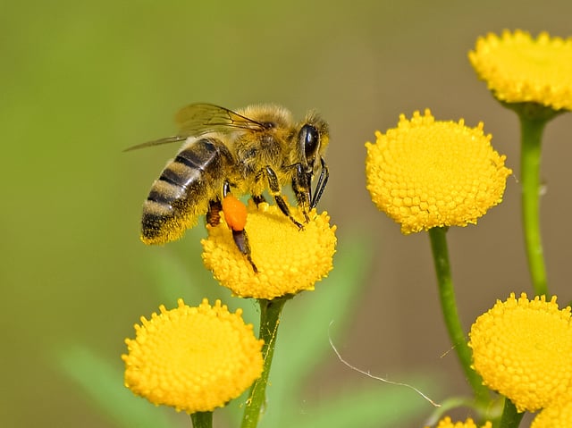 Bee a Hero!
